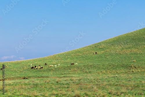 Flock of sheep grazing on the slope of a large green hill