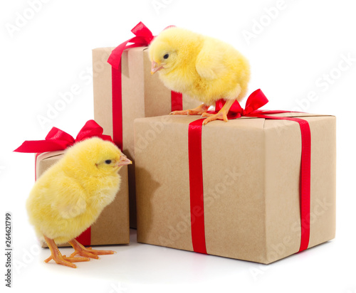 Foto Little chicken and gift boxes isolated.