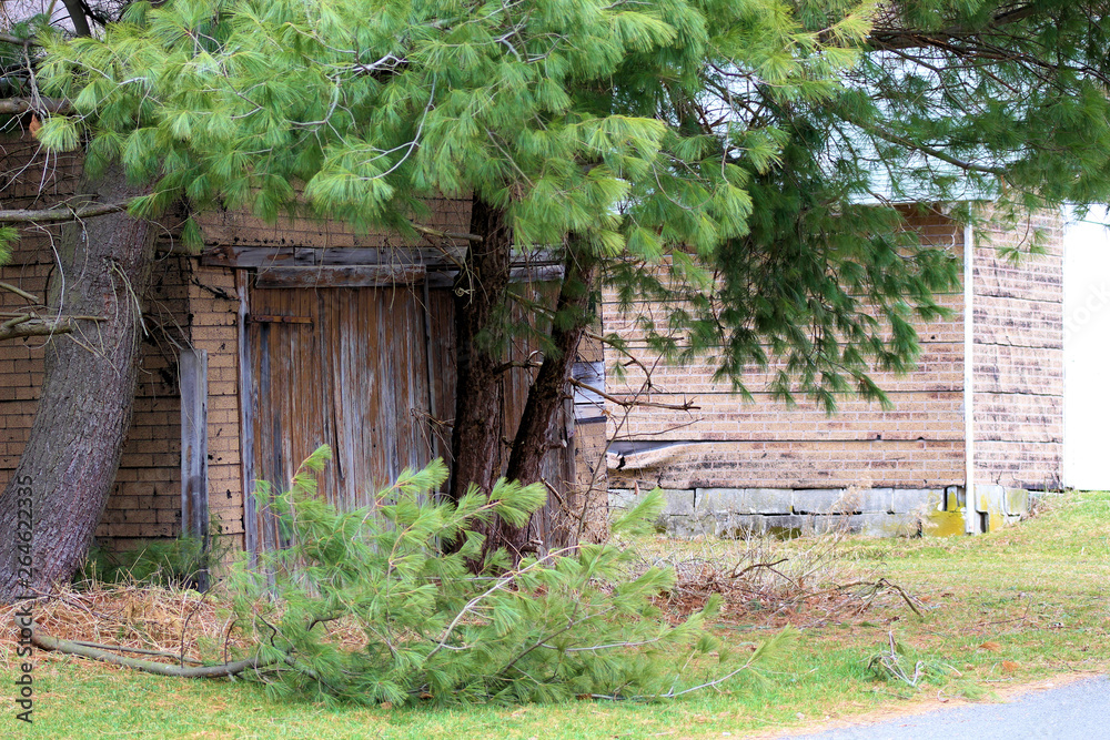 Country Shed with pine tree and fallen tree Country Shed with pine tree and fallen tree