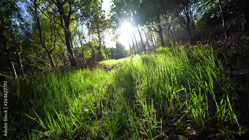 Obraz premium FREEDOM