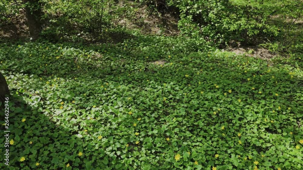 Green glade with yellow flowers.