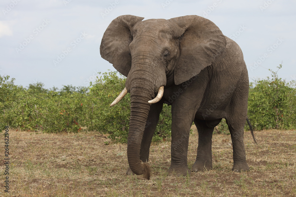 Afrikanischer Elefant / African elephant / Loxodonta africana