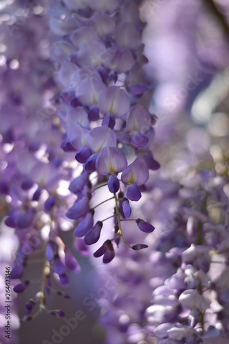 Blühender Blauregen (Wisteria) photo