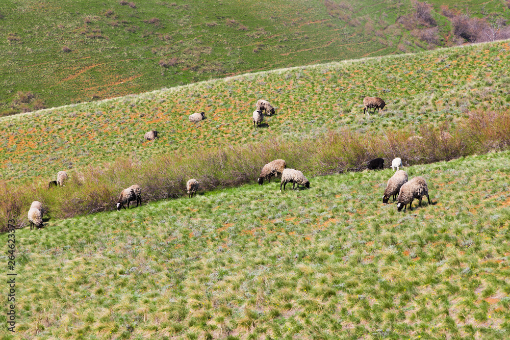 Obraz premium Flock of sheep grazing in the meadow