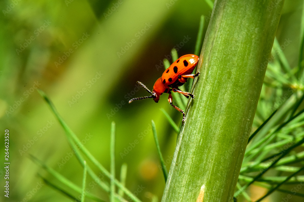 Asparagus Beetle in the Garden Asparagus Beetle in the Garden