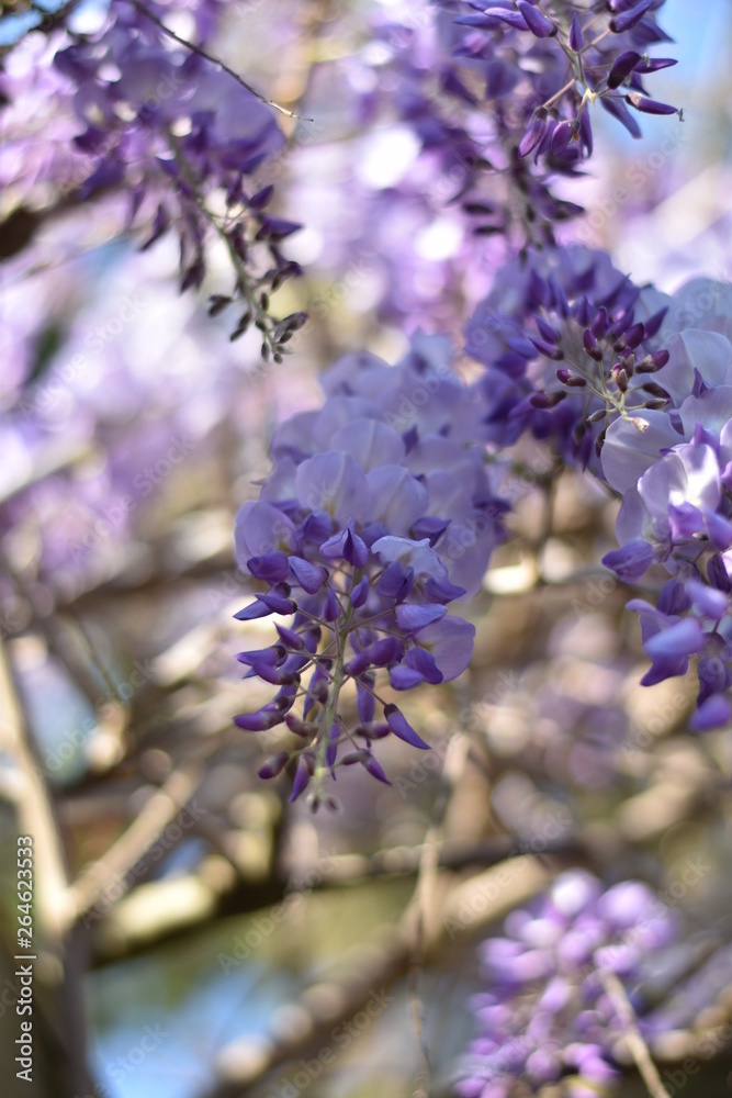 Fototapeta premium Blühender Blauregen (Wisteria)