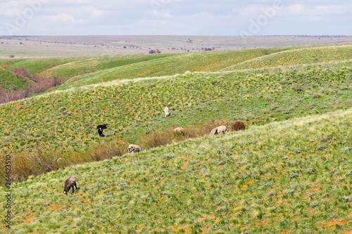 Flock of sheep grazing in the meadow