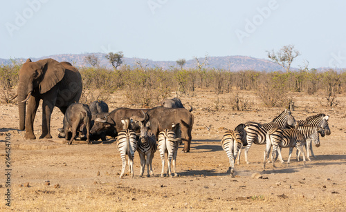 Busy Watering Hole