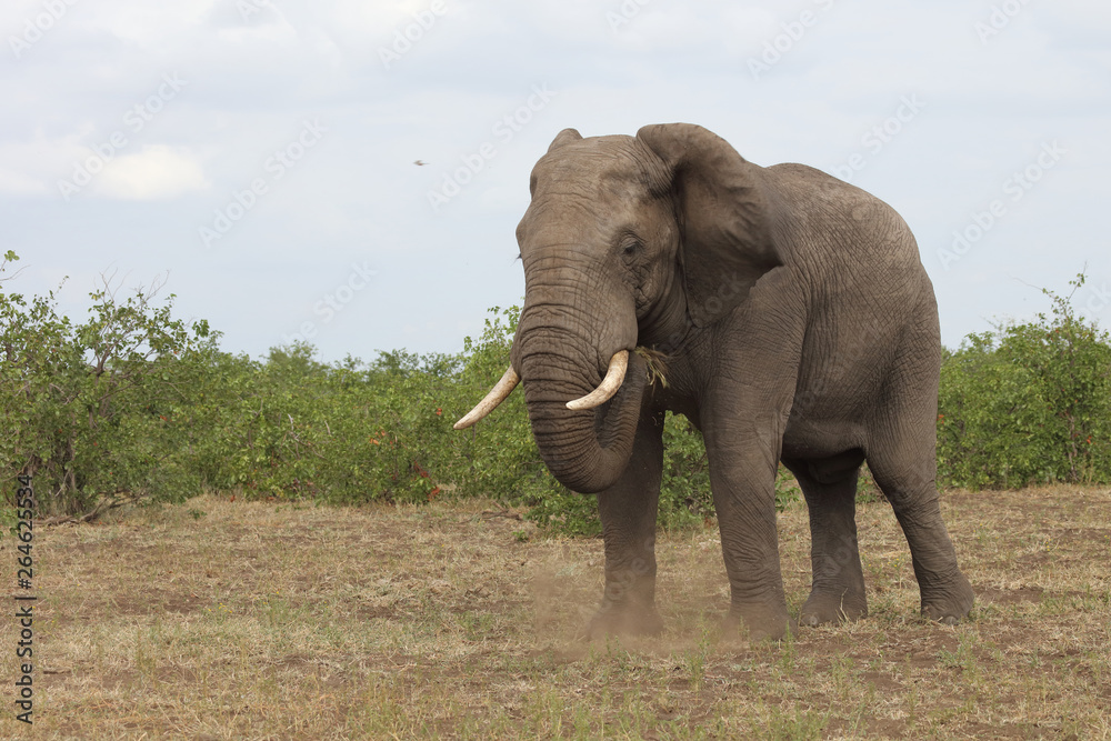 Obraz premium Afrikanischer Elefant / African elephant / Loxodonta africana