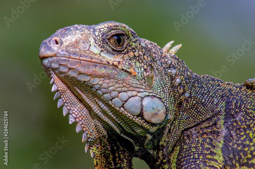 Close-up photography of the head of a green iguanas.  Captured at the Andean mountains of sothern Colombia.