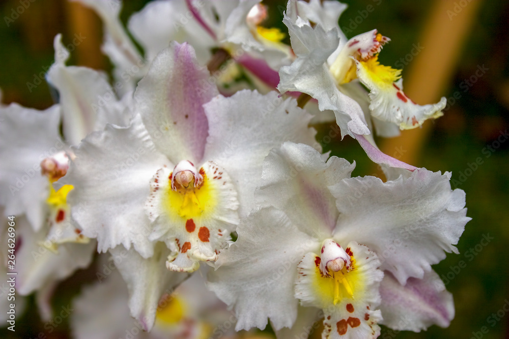 Macro photography of white, yellow and red odontoglossum orchid flowers. Captured at the Andean mountains of central Colombia. Macro photography of white, yellow and red odontoglossum orchid flowers. Captured at the Andean mountains of central Colombia.