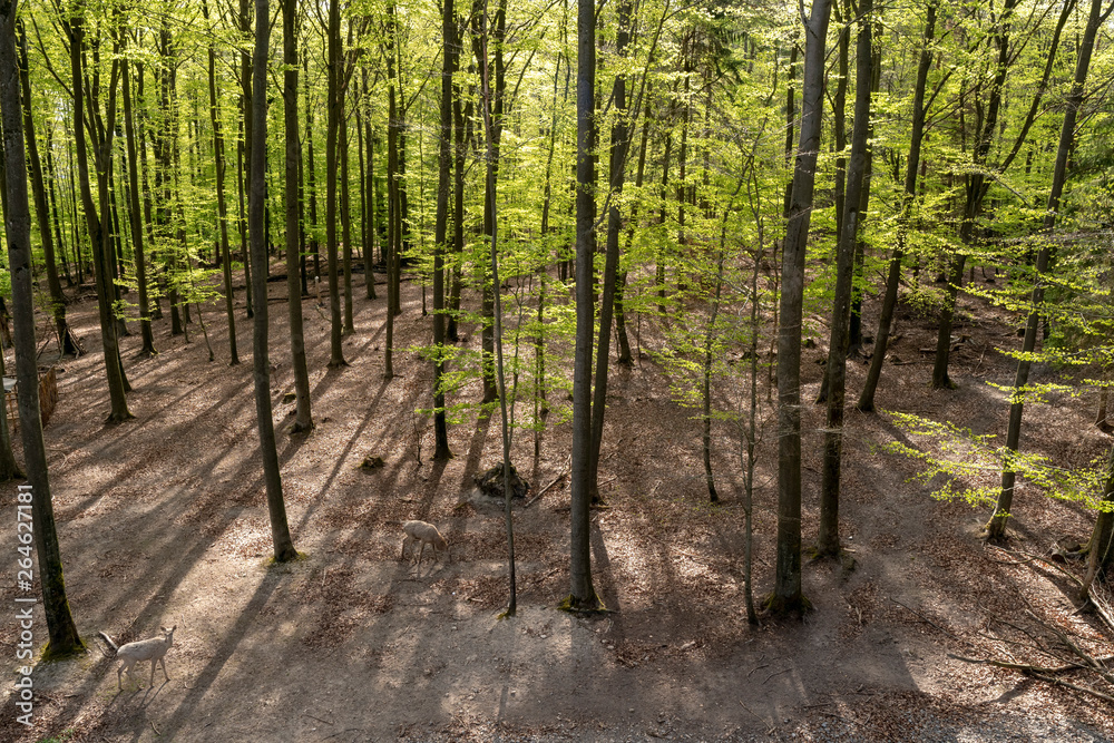 Naklejka premium Steigerwald Ebrach Tiere Hirsche Rehe