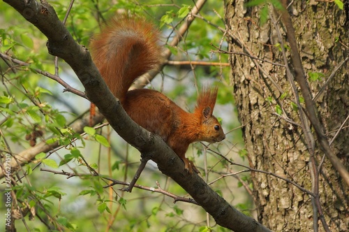wild red squirrel sitting on a tree branch in the forest © butus