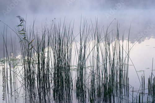 dark calamus grass in lake water during sunrise