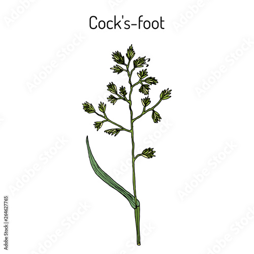 Cock's-foot, orchard or cat grass (dactylis glomerata), medicinal plant