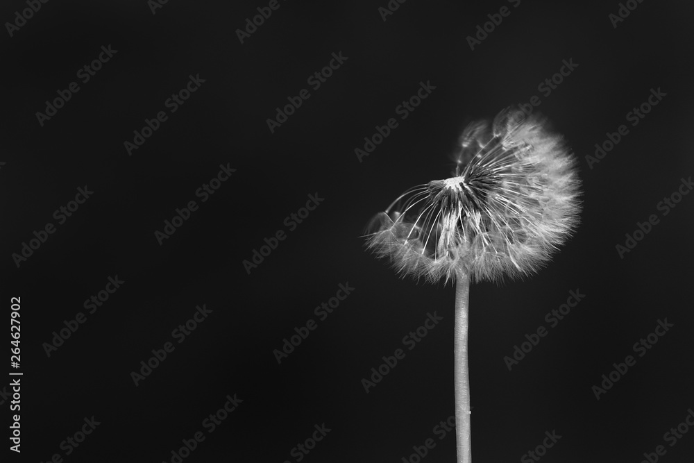 Fototapeta premium Dandelion with fluff ball wild flower seeds