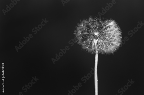 Dandelion with fluff ball wild flower seeds