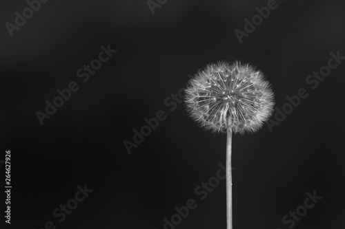 Dandelion with fluff ball wild flower seeds