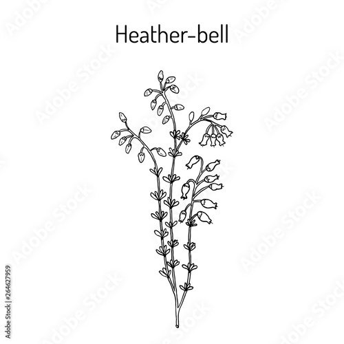 Heather-bell (Erica cinerea), medicinal, ornamental and honey plant