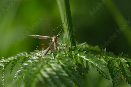 Insect on a greef leaf
