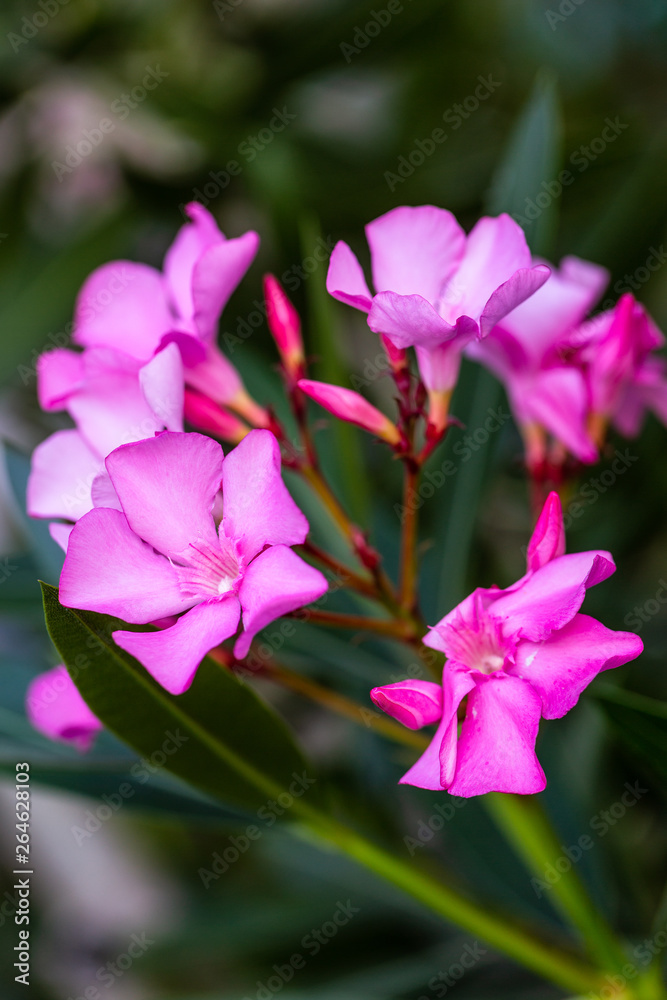 Beautiful pink flowers, Nerium oleander