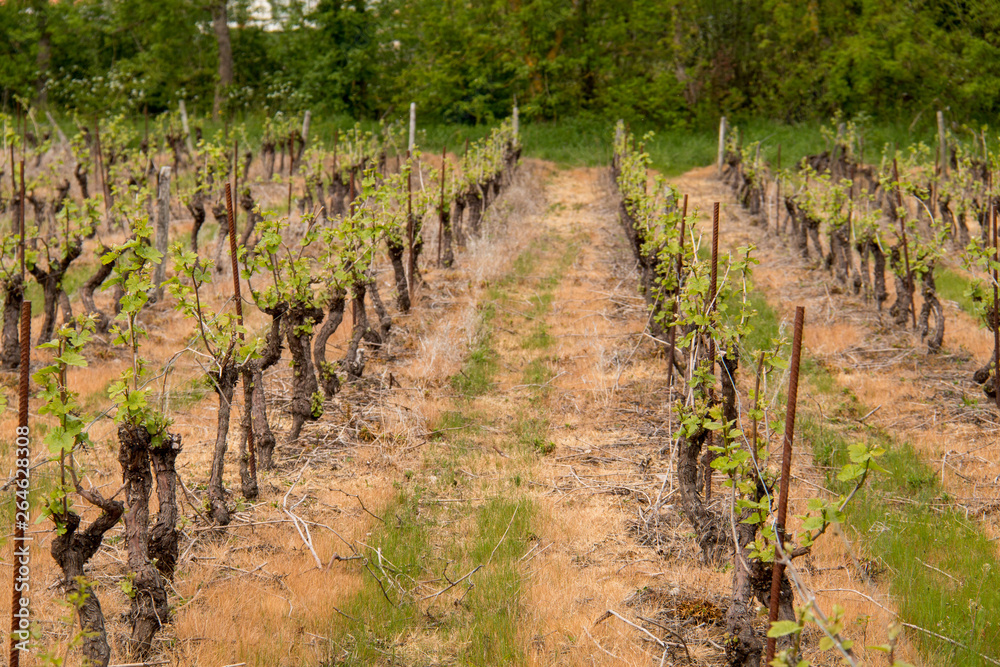 Rangs de vignes