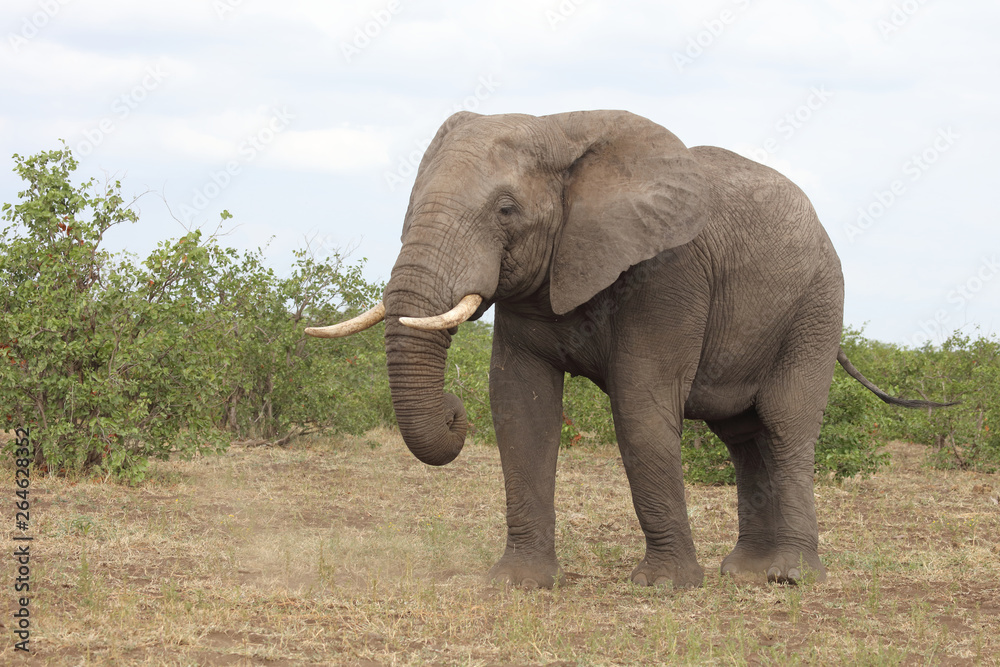 Obraz premium Słoń afrykański / słoń afrykański / Loxodonta africana