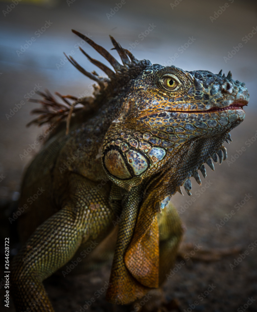 Iguana Close-Up. Iguana exposure done in an iguana farm in Roatan, Honduras. Photo with a wide open aperture in order to focus the animal face. Iguana Close-Up. Iguana exposure done in an iguana farm in Roatan, Honduras. Photo with a wide open aperture in order to focus the animal face.