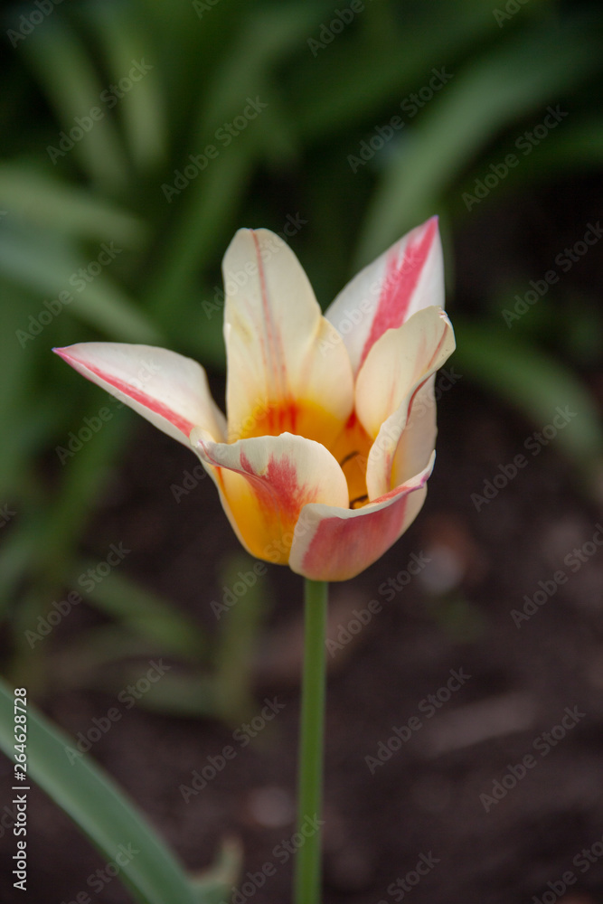 photography of the tulips in garden photography of the tulips in garden