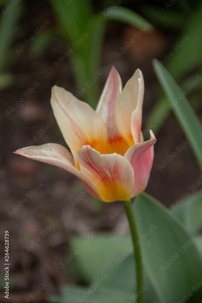 photography of the tulips in garden