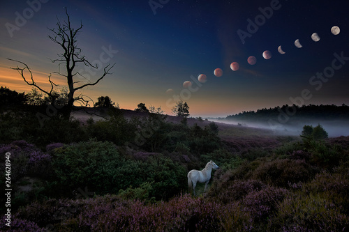 Timephase composite of the 2017 lunar eclipse with red blood moon rising over mysterious foggy landscape with white horse and sunrise colours photo