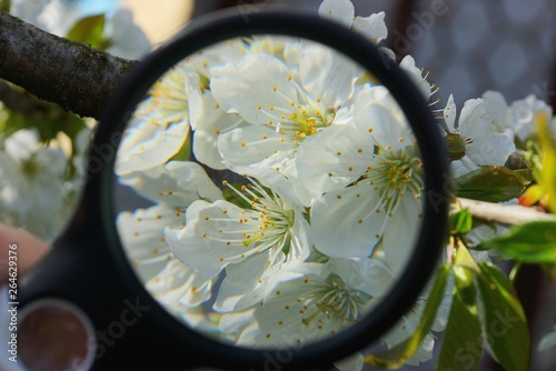 magnifier increases white flowers on an apple tree branch