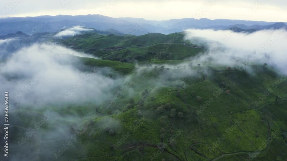 Beautiful aerial scenery of tea plantation highland on foggy morning in Bandung, West Java, Indonesia. Shot in 4k resolution from a drone flying upwards Beautiful aerial scenery of tea plantation highland on foggy morning in Bandung, West Java, Indonesia. Shot in 4k resolution from a drone flying upwards