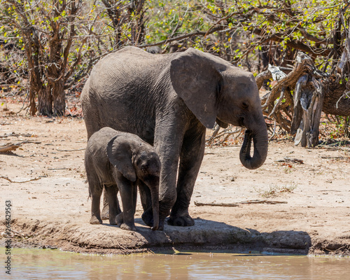 African Elephants