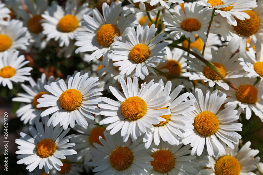 Field of daisies on a sunny summer day Field of daisies on a sunny summer day