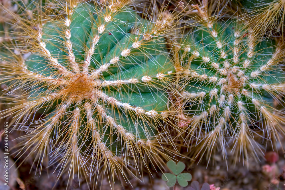 Macro photography of two cacti. Captured in a garden at the Andean mountains of central Colombia. Macro photography of two cacti. Captured in a garden at the Andean mountains of central Colombia.