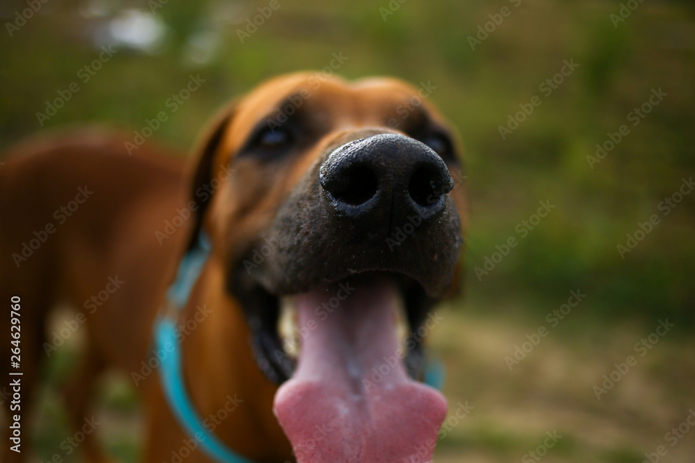 Side view at a rhodesian ridgeback for a walk outdoors on a field