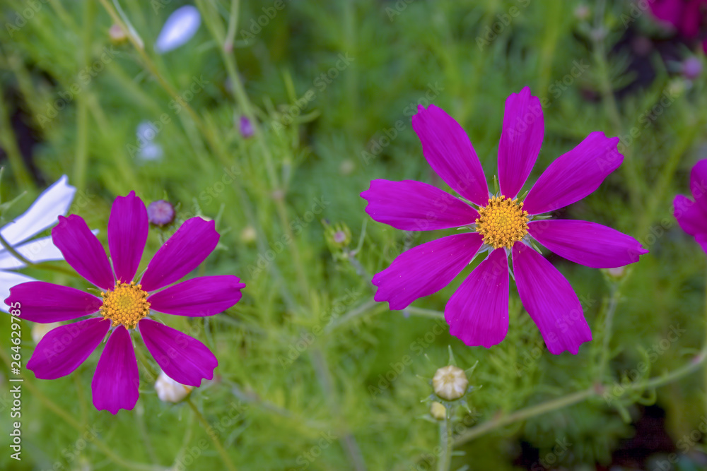 Close-up photography of beautiful violet groundsel flowers. Captured at a agrden in the Andean mountains of central Colombia. Close-up photography of beautiful violet groundsel flowers. Captured at a agrden in the Andean mountains of central Colombia.