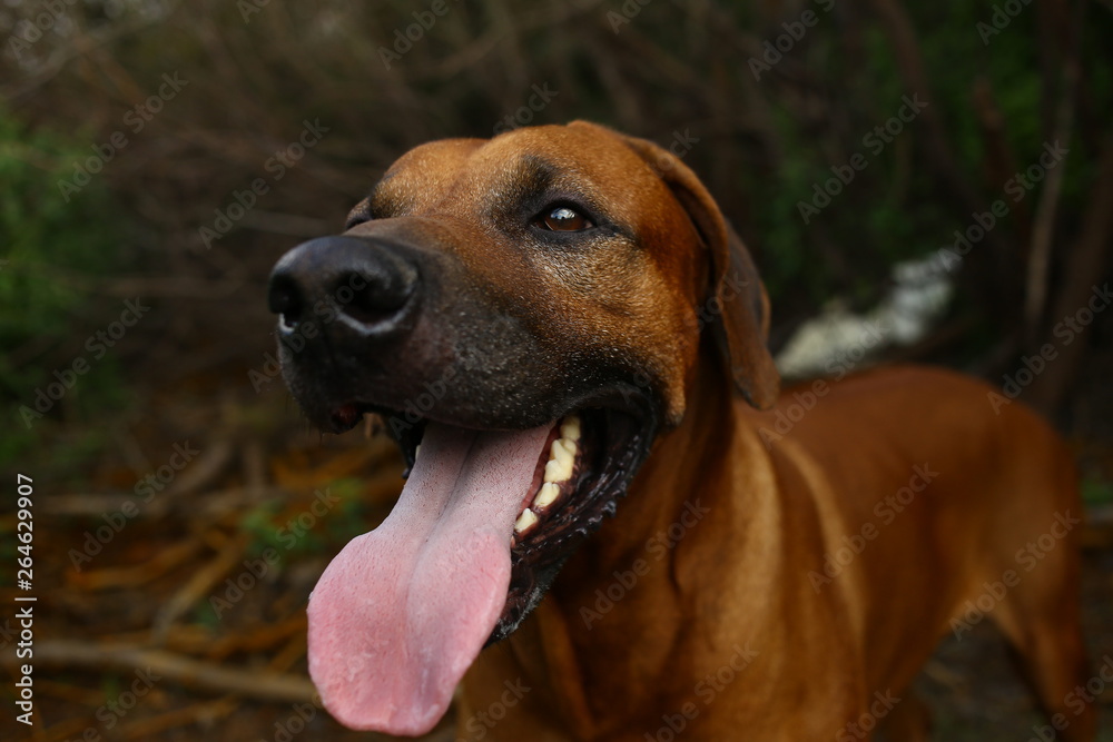 Front view at a rhodesian ridgeback for a walk outdoors on a field Front view at a rhodesian ridgeback for a walk outdoors on a field