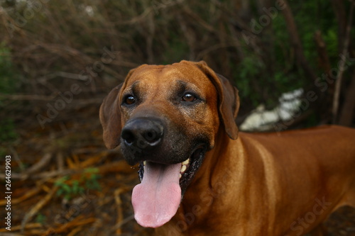 Front view at a rhodesian ridgeback for a walk outdoors on a field