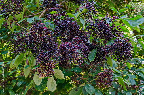 Bush Elder or Sambucus covered with cluster elderberry fruits and  green foliage,  mountain Balkan, near Varshets town, Bulgaria, Europe    photo