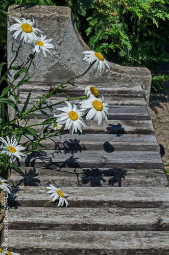 Beauty bloom of white daisy or marguerite flower in monastery garden, mountain Balkan, near Varshets town, Bulgaria, Europe  photo