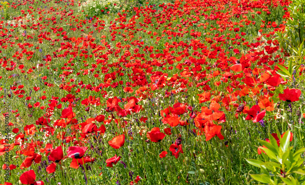 Springtime. Poppies and wild flowers field background