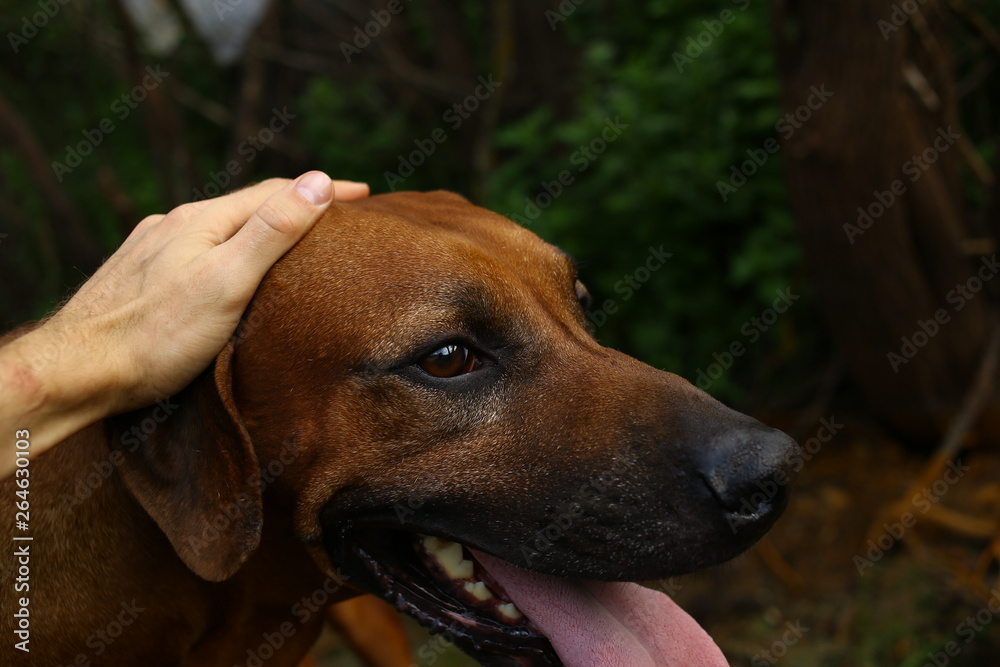 Person hand holding a dog chin. Green grass and yellow background Person hand holding a dog chin. Green grass and yellow background