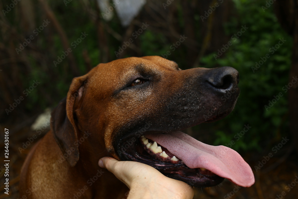 Person hand holding a dog chin. Green grass and yellow background