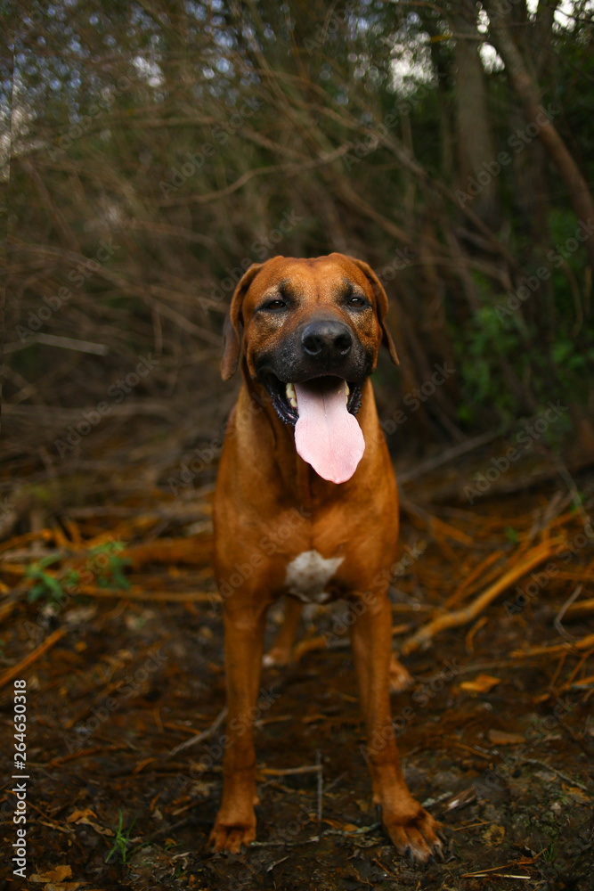 front view at a rhodesian ridgeback for a walk outdoors on a field front view at a rhodesian ridgeback for a walk outdoors on a field