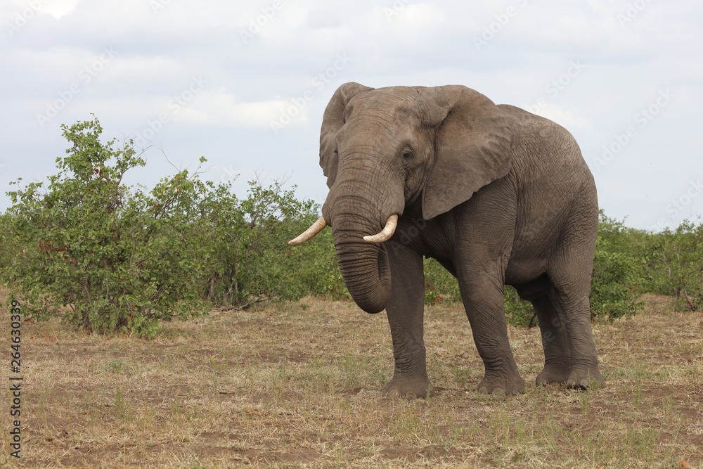 Obraz premium Afrikanischer Elefant / African elephant / Loxodonta africana