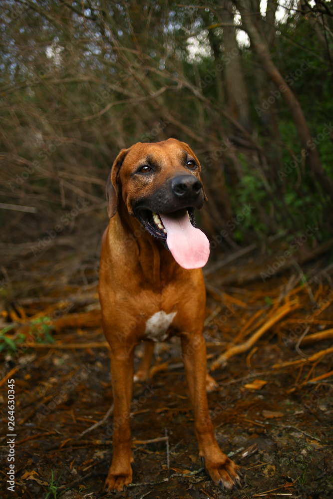 front view at a rhodesian ridgeback for a walk outdoors on a field