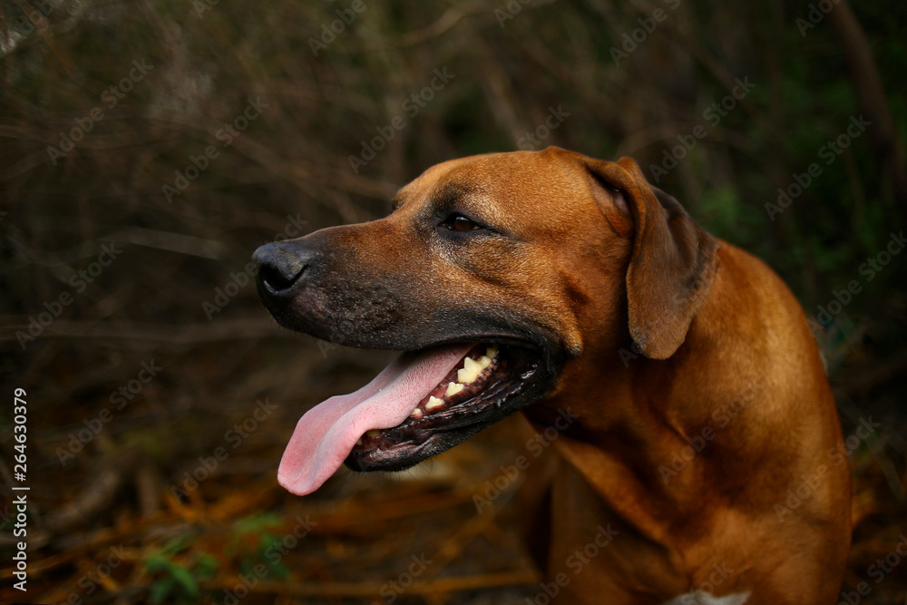 Front view at a rhodesian ridgeback for a walk outdoors on a field Front view at a rhodesian ridgeback for a walk outdoors on a field