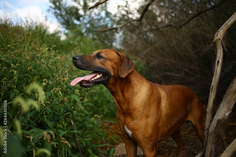 Front view at a rhodesian ridgeback for a walk outdoors on a field Front view at a rhodesian ridgeback for a walk outdoors on a field